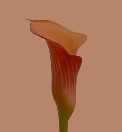 orange calla flower