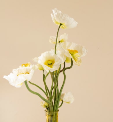 delicate white anemones