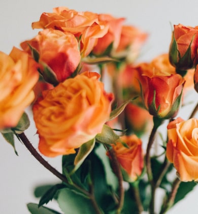 orange roses